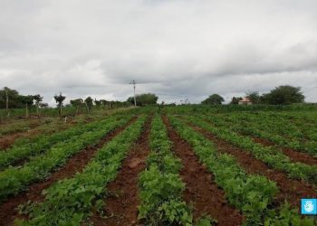 Paulo Afonso: 35 produtores da Caiçara produziram 150 mil espigas de milho para venda durante o festejo junino