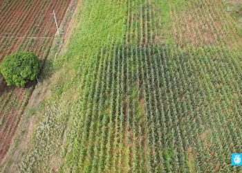 Paulo Afonso: 35 produtores da Caiçara produziram 150 mil espigas de milho para venda durante o festejo junino