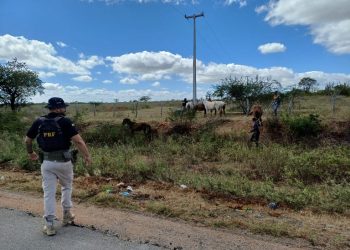 PRF intensifica ações para remoção de animais soltos na BR 110 em Paulo Afonso (BA)