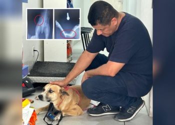 Radialista Giuliano Ribeiro faz apelo para ajudar cachorro atropelado e baleado em Paulo Afonso