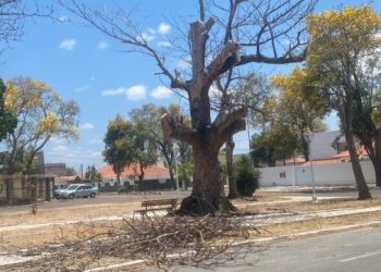 Morador de Paulo Afonso reclama da retirada de árvores em praça, mas Secretaria de Meio Ambiente explica que se trata de poda para rebrotamento