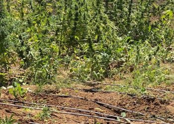Polícia Militar desmantela plantação de maconha na zona rural de Abaré-BA