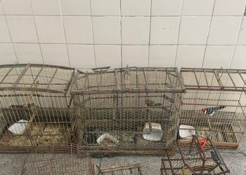 Policiais prendem suspeito por crime ambiental e posse de entorpecentes em povoado de Paulo Afonso