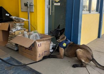 Mulher é presa com 84 kg de maconha em ônibus de São Paulo x Caruaru; destino final seria Paulo Afonso