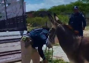 “Programa Tolerância Zero” inicia apreensão de animais soltos de grande porte em Paulo Afonso
