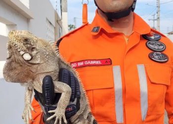 Equipe do Corpo de Bombeiros resgata iguana presa em árvore de Natal em Paulo Afonso