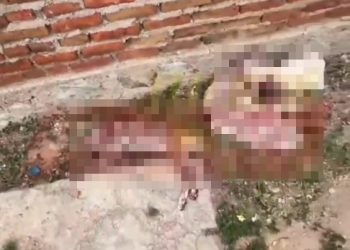 Três cachorros mortos com sinais de violência são encontrados em Paulo Afonso