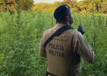 Ação em Abaré-BA resulta na destruição de plantação de maconha de 50 mil pés; diz PM