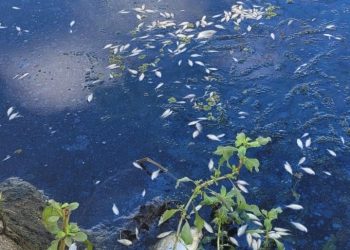 Com peixes mortos, lixo e mau cheiro, prefeitura anuncia novo esvaziamento e limpeza de lagos do antigo acampamento da Chesf