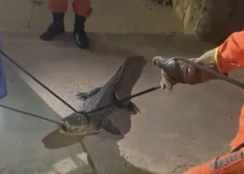 Bombeiros realizam captura de jacaré em bairro de Paulo Afonso durante o Réveillon