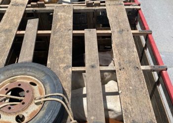 PRF flagra transporte irregular de bovinos na BR-110, em Ribeira do Pombal (BA)