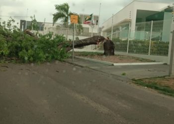 Rajadas de vento causam transtornos em diversos pontos de Paulo Afonso neste domingo (8)