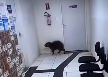 Inusitado: capivara é flagrada dentro do Hospital Municipal de Tacaratu, no Sertão de PE