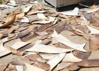 Polícia Federal desarticula ponto de beneficiamento ilegal de barbatanas de tubarão em Rodelas-BA; saiba detalhes