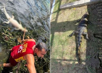 Bombeiros retiram jacaré morto do Lago Capuxú, em Paulo Afonso; animal estava com linha de nylon presa à boca