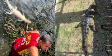 Bombeiros retiram jacaré morto do Lago Capuxú, em Paulo Afonso; animal estava com linha de nylon presa à boca