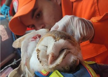 Bombeiros do 15º BBM resgatam coruja presa em arame farpado no BTN III em Paulo Afonso 