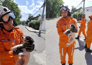 Bombeiros do 15º BBM resgatam cachorro preso em bueiro em Paulo Afonso