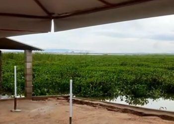 Baronesas invadem lago da Usina PA4, em Paulo Afonso-BA (VÍDEOS)