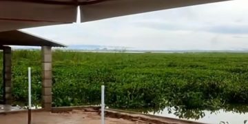 Baronesas invadem lago da Usina PA4, em Paulo Afonso-BA (VÍDEOS)