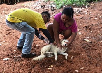 Mais de 1.200 cães e gatos são vacinados em ação porta a porta em Paulo Afonso
