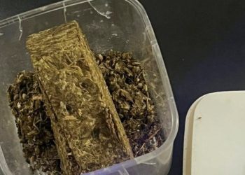 Ação da Rondesp resulta em apreensão de maconha e prisão de suspeito em Paulo Afonso