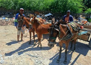 Dia dos Animais – nossas carroças (por Francisco Nery Júnior)
