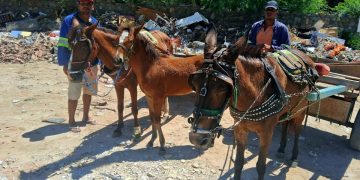 Dia dos Animais – nossas carroças (por Francisco Nery Júnior)