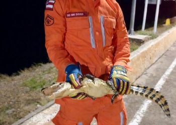 Bombeiros realizam captura de jacaré na Usina Apolônio Sales, em Paulo Afonso