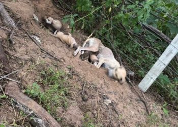 Bombeiros resgatam filhotes presos em tubulação de esgoto em Paulo Afonso