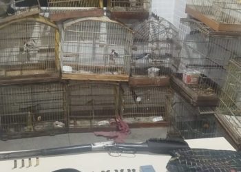 Polícia Militar desarticula ponto de tráfico, apreende rifle .44 e resgata animais silvestres em Jeremoabo