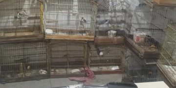 Polícia Militar desarticula ponto de tráfico, apreende rifle .44 e resgata animais silvestres em Jeremoabo