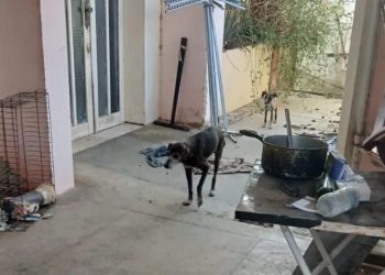 Em ação conjunta, PCTRan do 20º BPM resgata sete cães e conduz homem por maus-tratos em Paulo Afonso