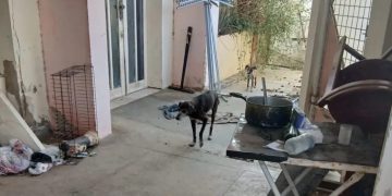 Em ação conjunta, PCTRan do 20º BPM resgata sete cães e conduz homem por maus-tratos em Paulo Afonso