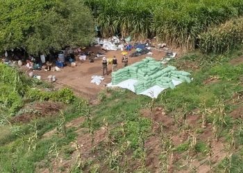 PF faz apreensão de 2 toneladas de maconha entre os estados de Alagoas e Bahia, em Delmiro Gouveia