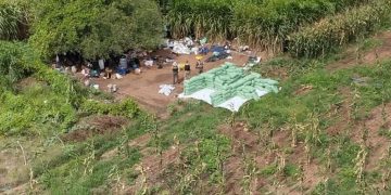 PF faz apreensão de 2 toneladas de maconha entre os estados de Alagoas e Bahia, em Delmiro Gouveia