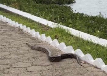Cobra é flagrada em área de passeio no Parque Belvedere