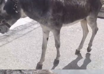 Denúncia de maus-tratos a jumento termina em discussão e ameaças contra defensor da causa animal em Paulo Afonso: “Vou matar você”