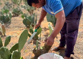 Prefeitura de Glória-BA fortalece agricultura com cadastramento de produtores rurais