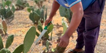 Prefeitura de Glória-BA fortalece agricultura com cadastramento de produtores rurais
