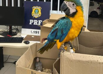PRF resgata 37 aves silvestres no porta-malas de veículo na BR-110 em Paulo Afonso