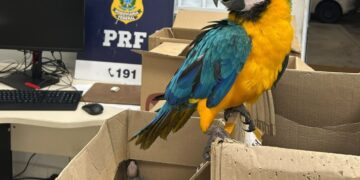 PRF resgata 37 aves silvestres no porta-malas de veículo na BR-110 em Paulo Afonso
